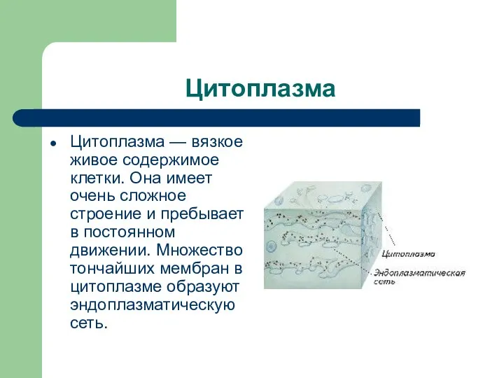 Цитоплазма Цитоплазма — вязкое живое содержимое клетки. Она имеет очень