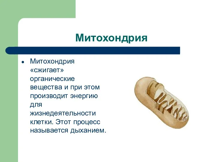 Митохондрия Митохондрия «сжигает» органические вещества и при этом производит энергию