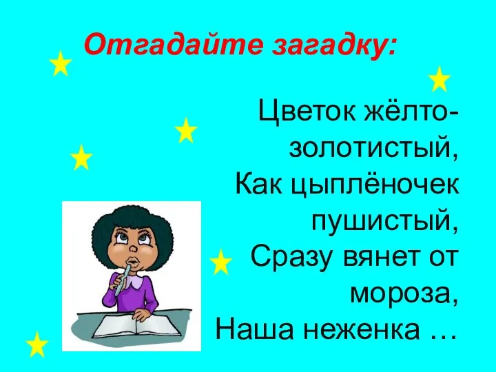 Цветок жёлто-золотистый, Как цыплёночек пушистый, Сразу вянет от мороза, Наша неженка … Отгадайте загадку: