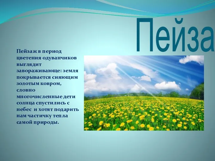 Пейзаж Пейзаж в период цветения одуванчиков выглядит завораживающе: земля покрывается сияющим золотым ковром,