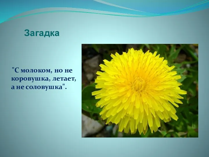 Загадка "С молоком, но не коровушка, летает, а не соловушка".