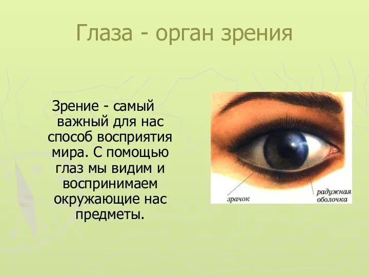 Глаза - орган зрения Зрение - самый важный для нас