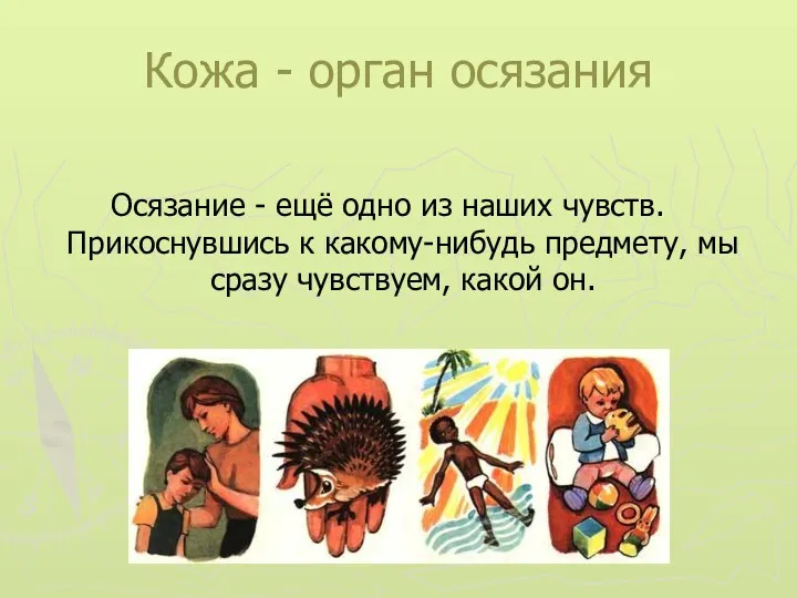 Кожа - орган осязания Осязание - ещё одно из наших