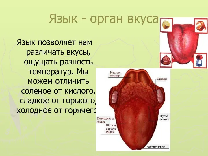 Язык - орган вкуса Язык позволяет нам различать вкусы, ощущать