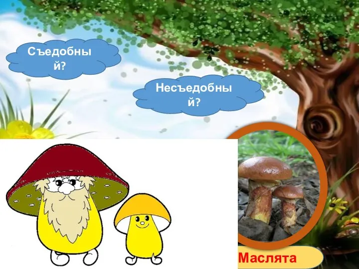 Съедобный? Несъедобный? Маслята