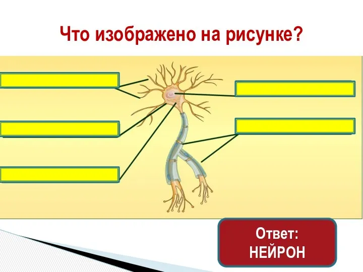 Что изображено на рисунке? Ответ: НЕЙРОН