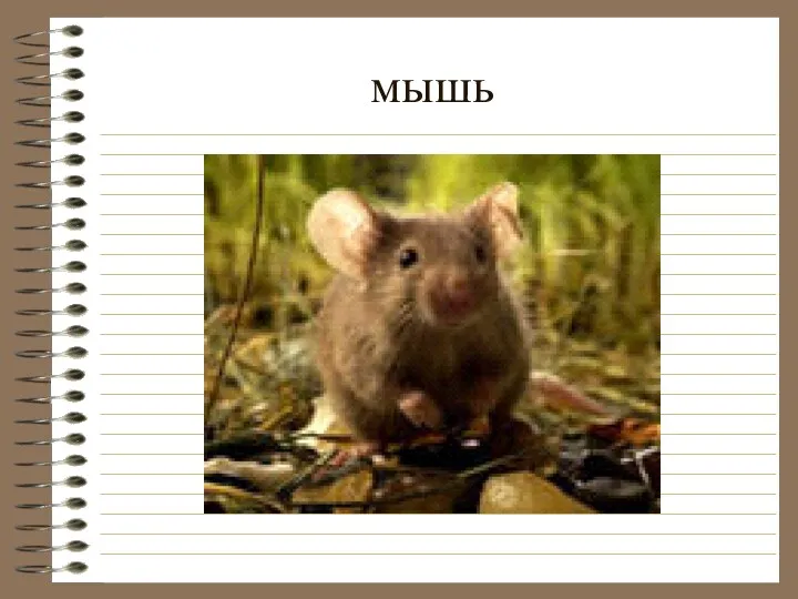 мышь