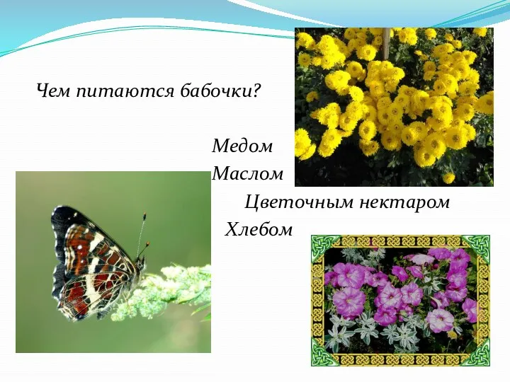 Чем питаются бабочки? Медом Маслом Цветочным нектаром Хлебом