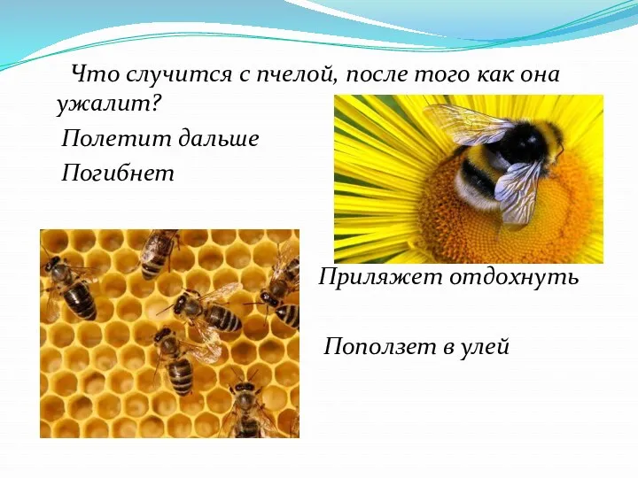 Что случится с пчелой, после того как она ужалит? Полетит дальше Погибнет Приляжет
