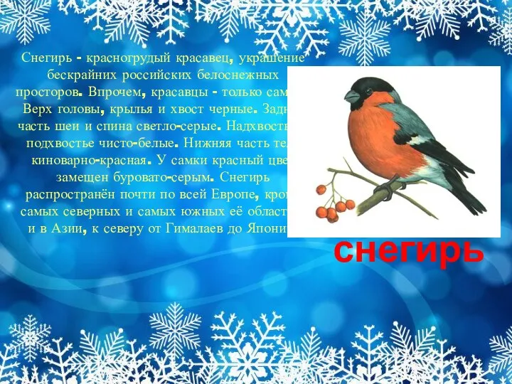 снегирь Снегирь - красногрудый красавец, украшение бескрайних российских белоснежных просторов.