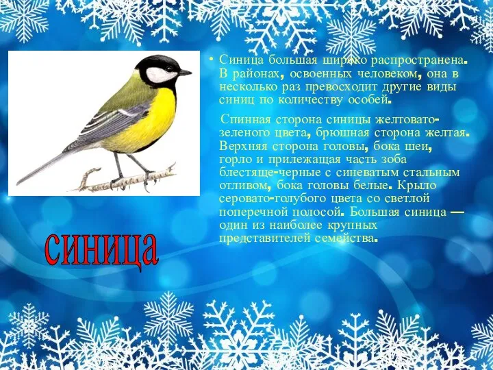 Синица большая широко распространена. В районах, освоенных человеком, она в