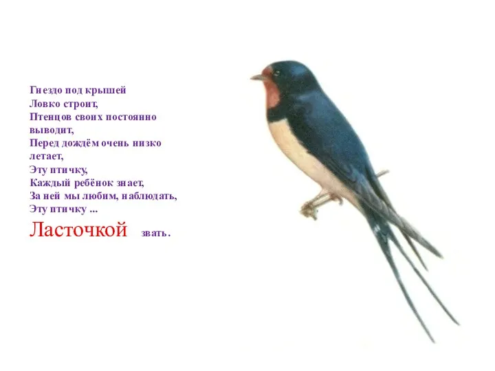 Гнездо под крышей Ловко строит, Птенцов своих постоянно выводит, Перед дождём очень низко