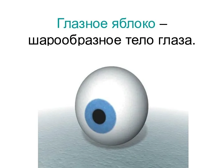 Глазное яблоко – шарообразное тело глаза.