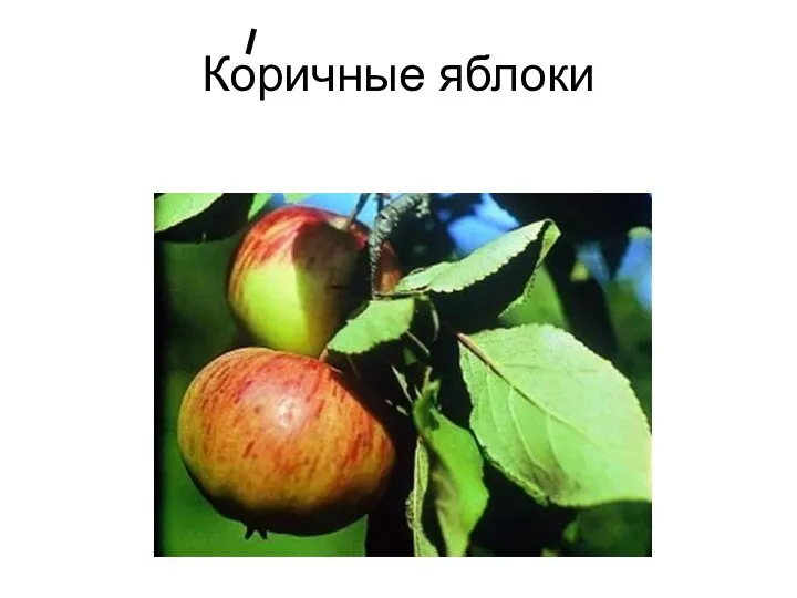 Коричные яблоки