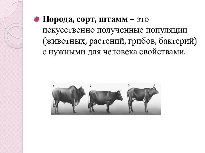 Порода, сорт, штамм – это искусственно полученные популяции(животных, растений, грибов, бактерий) с нужными для человека свойствами.