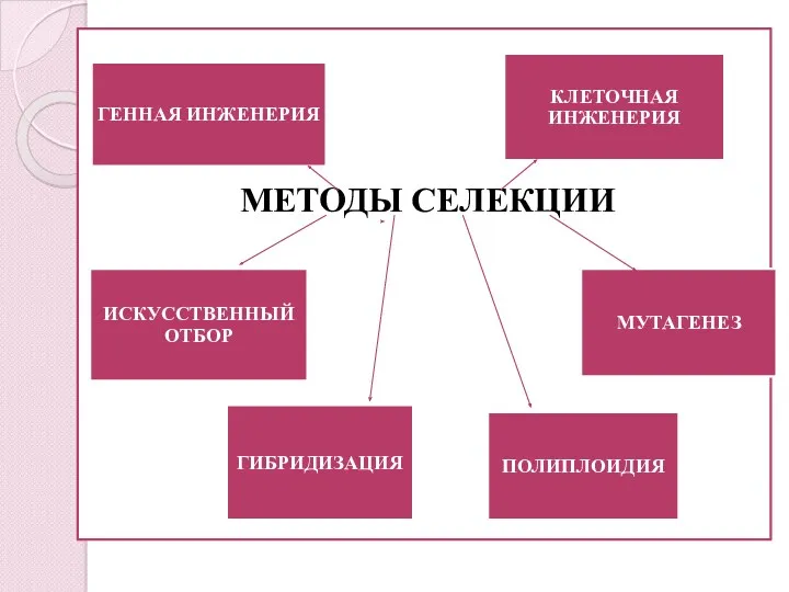 МЕТОДЫ СЕЛЕКЦИИ