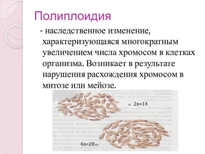 Полиплоидия - наследственное изменение, характеризующаяся многократным увеличением числа хромосом в