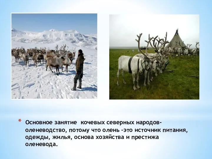 Основное занятие кочевых северных народов-оленеводство, потому что олень –это источник