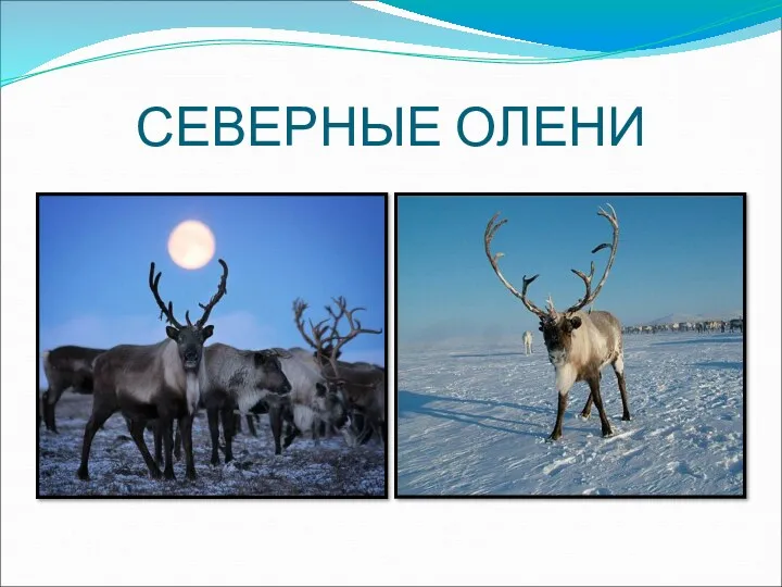 СЕВЕРНЫЕ ОЛЕНИ