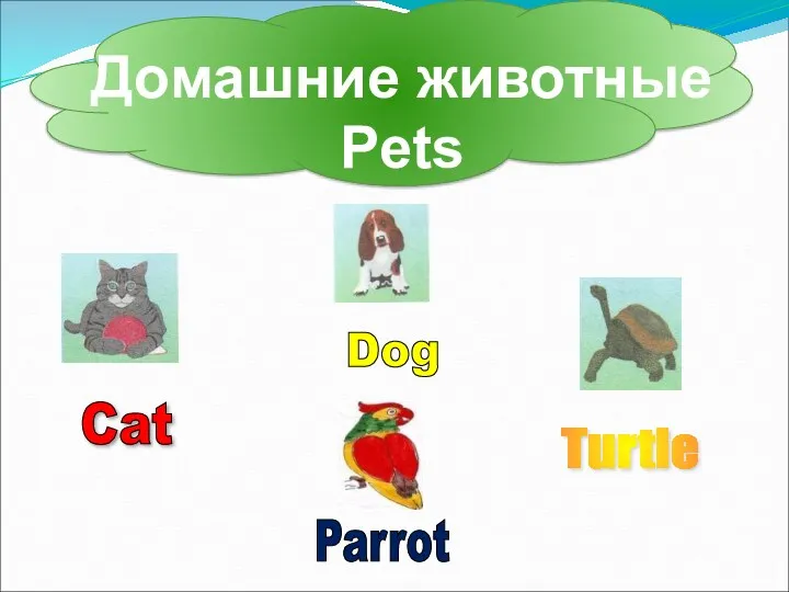 Домашние животные Pets Turtle Cat Dog Parrot