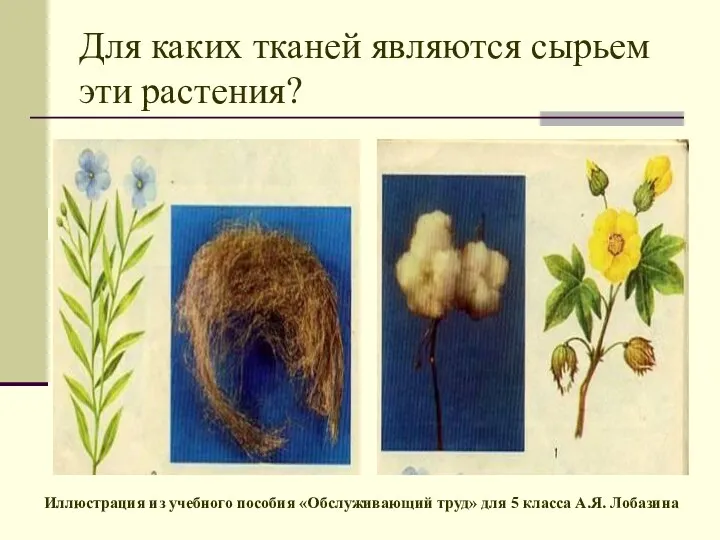 Для каких тканей являются сырьем эти растения? Иллюстрация из учебного пособия «Обслуживающий труд»