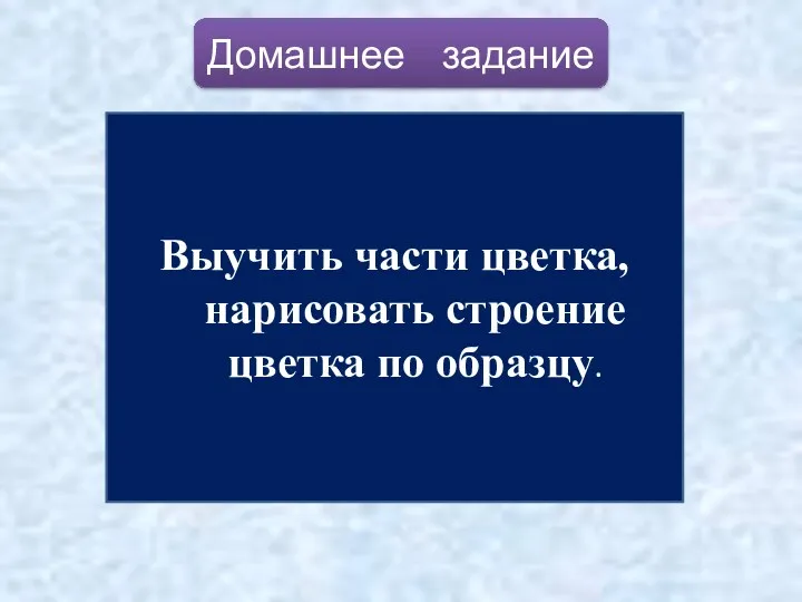 Домашнее задание Выучить части цветка, нарисовать строение цветка по образцу.