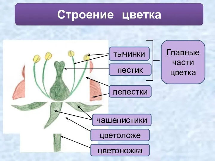 Строение цветка