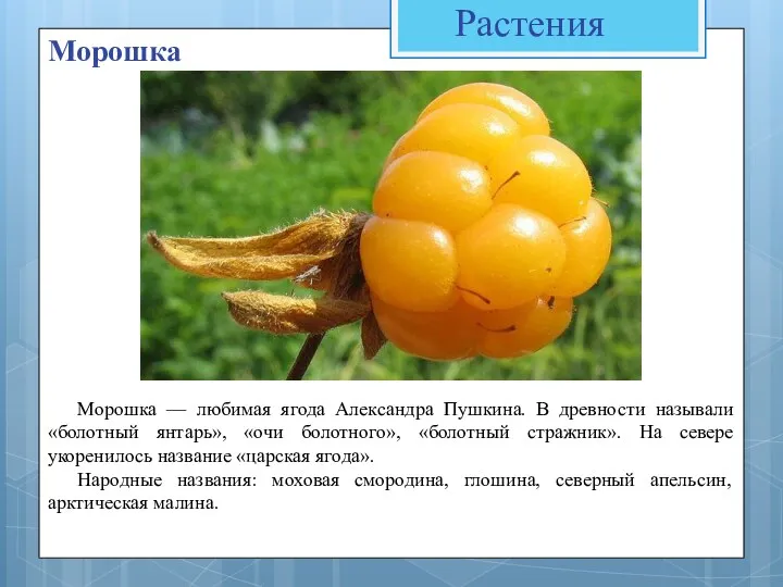 Растения Морошка Морошка — любимая ягода Александра Пушкина. В древности