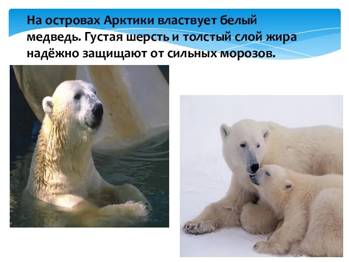 На островах Арктики властвует белый медведь. Густая шерсть и толстый слой жира надёжно