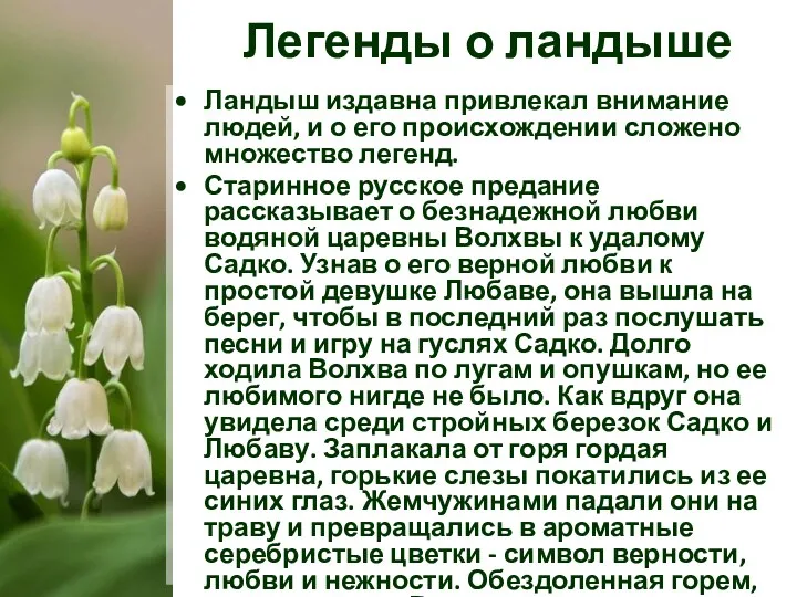 Легенды о ландыше Ландыш издавна привлекал внимание людей, и о его происхождении сложено