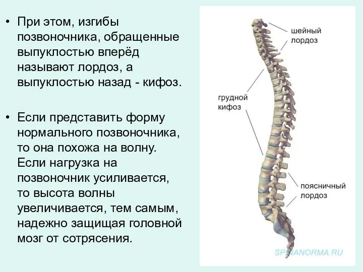 При этом, изгибы позвоночника, обращенные выпуклостью вперёд называют лордоз, а