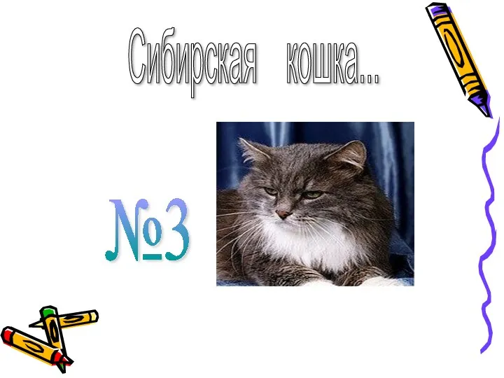 Сибирская кошка... №3