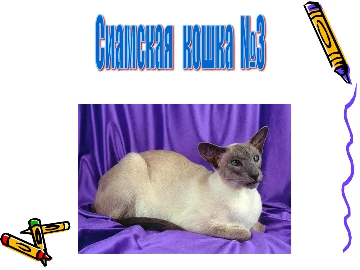 Сиамская кошка №3