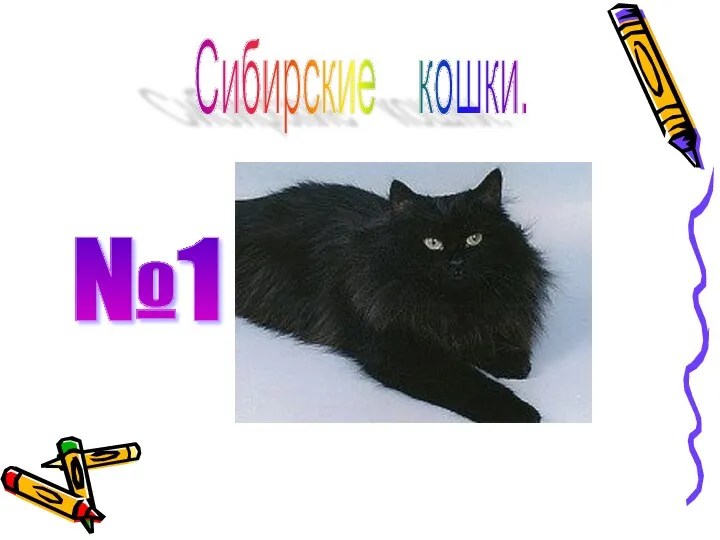 Сибирские кошки. №1