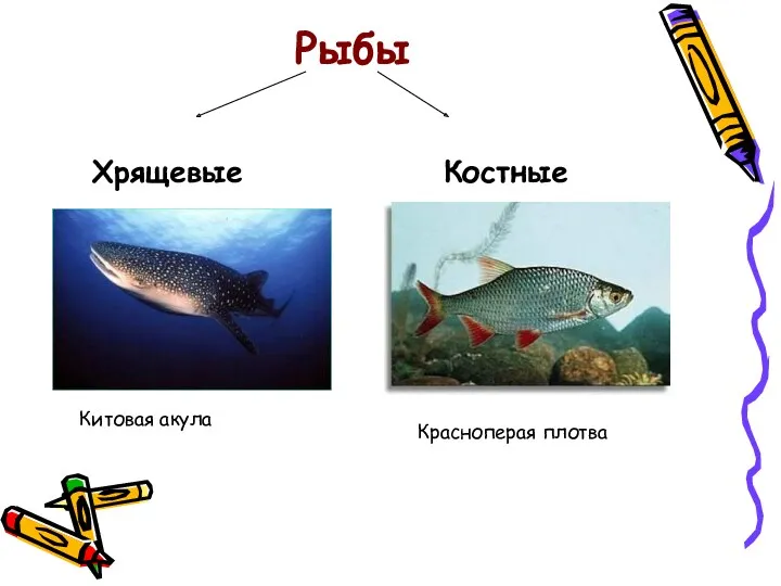 Рыбы Хрящевые Китовая акула Костные Красноперая плотва