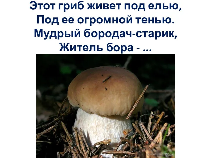 Этот гриб живет под елью, Под ее огромной тенью. Мудрый бородач-старик, Житель бора - ...