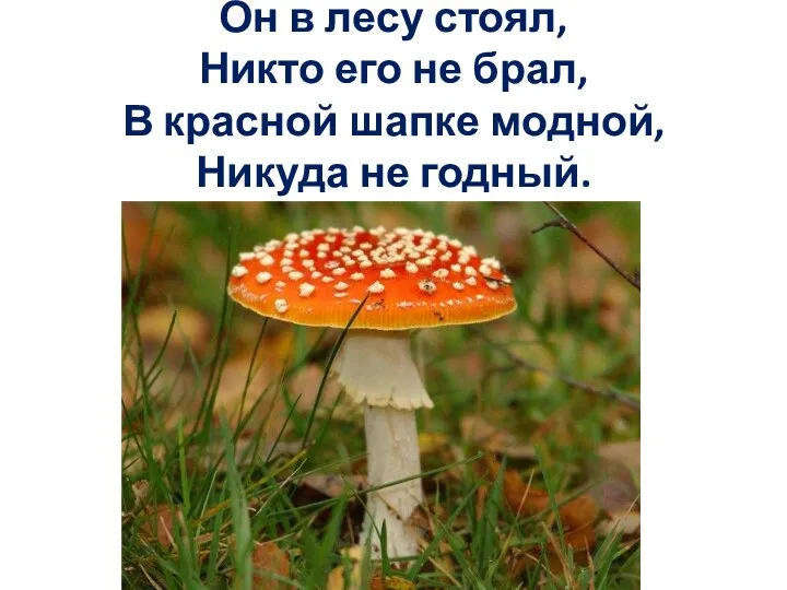 Он в лесу стоял, Никто его не брал, В красной шапке модной, Никуда не годный.