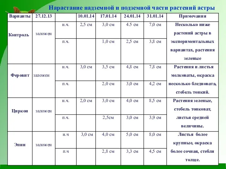 Нарастание надземной и подземной части растений астры