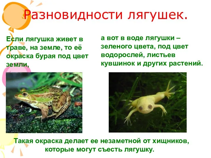 Разновидности лягушек. Если лягушка живет в траве, на земле, то её окраска бурая