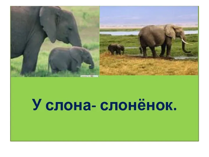 У слона- слонёнок.