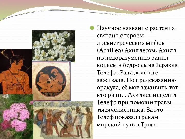 Научное название растения связано с героем древнегреческих мифов(Achillea) Ахиллесом. Ахилл