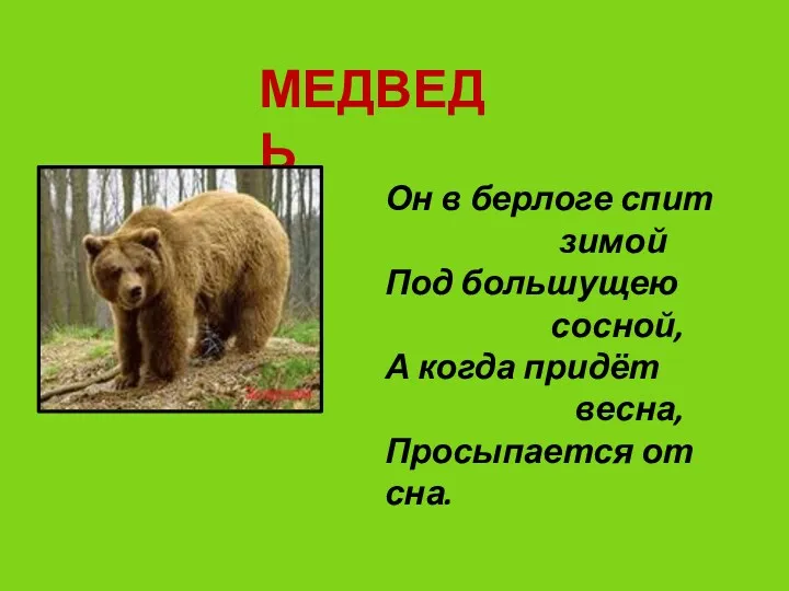 МЕДВЕДЬ Он в берлоге спит зимой Под большущею сосной, А когда придёт весна, Просыпается от сна.