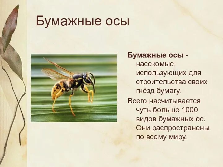 Бумажные осы Бумажные осы - насекомые, использующих для строительства своих