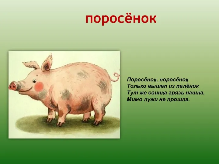 поросёнок Поросёнок, поросёнок Только вышел из пелёнок Тут же свинка грязь нашла, Мимо лужи не прошла.