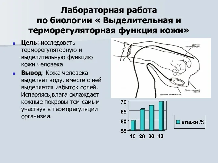 Лабораторная работа по биологии « Выделительная и терморегуляторная функция кожи»