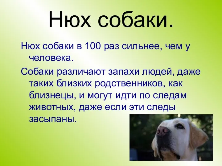 Нюх собаки. Нюх собаки в 100 раз сильнее, чем у