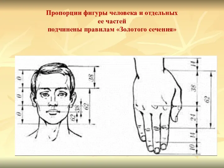 Пропорции фигуры человека и отдельных ее частей подчинены правилам «Золотого сечения»