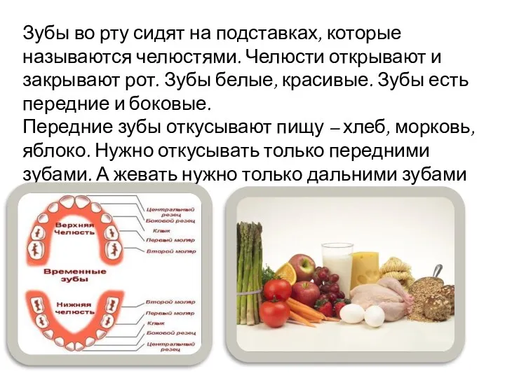 Зубы во рту сидят на подставках, которые называются челюстями. Челюсти