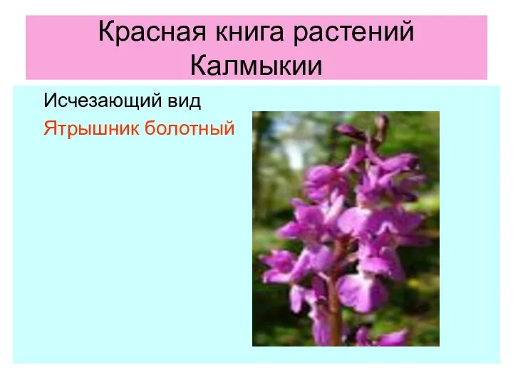 Красная книга растений Калмыкии Исчезающий вид Ятрышник болотный