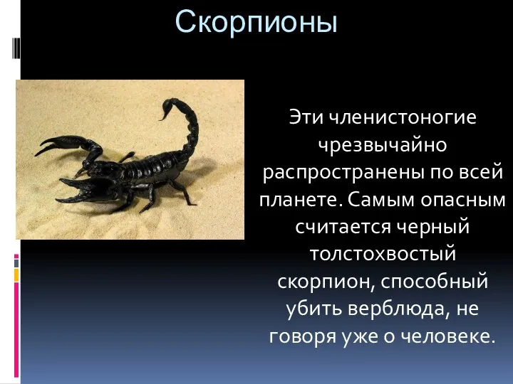 Скорпионы Эти членистоногие чрезвычайно распространены по всей планете. Самым опасным